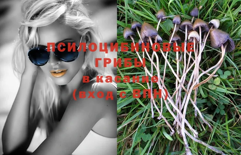 наркотики  Дигора  Псилоцибиновые грибы Psilocybe 